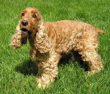 Imagen de Cocker Spaniel