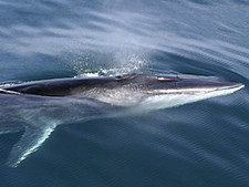 Imagen de Balaenoptera physalus