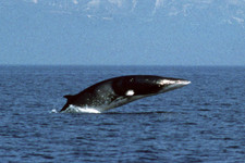 Imagen de Balaenoptera acutorostrata