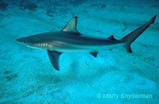 Imagen de Carcharhinus brevipinna