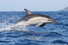 Imagen de Delphinus delphis