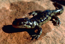 Imagen de Ambystoma tigrinum