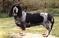 Imagen de Basset Azul de Gascua