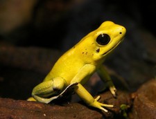 Imagen de Phyllobates terribilis