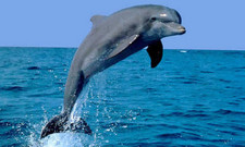 Imagen de Tursiops truncatus