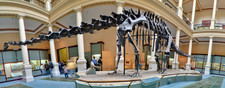 Imagen de Diplodocus