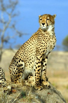 Imagen de Acinonyx jubatus