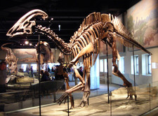 Imagen de Parasaurolophus