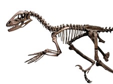 Imagen de Deinonychus