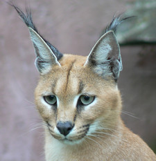 Imagen de Caracal caracal