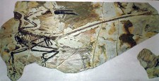 Imagen de Microraptor