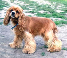 Imagen de Cocker Spaniel Americano