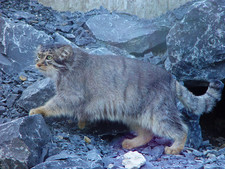 Imagen de Felis manul