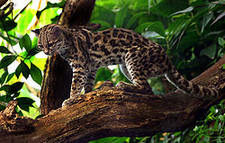 Imagen de Leopardus braccatus