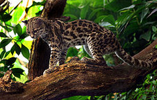 Imagen de Leopardus braccatus