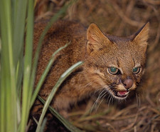 Imagen de Leopardus colocolo