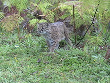 Imagen de Leopardus guigna