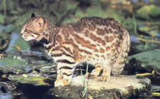 Imagen de Leopardus pajeros