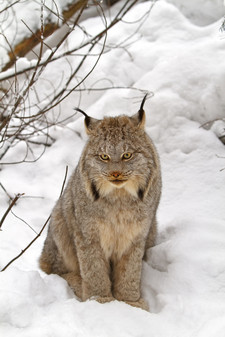 Imagen de Lynx canadensis