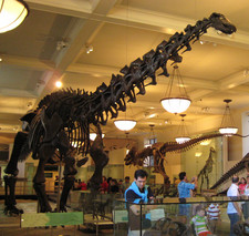 Imagen de Apatosaurus