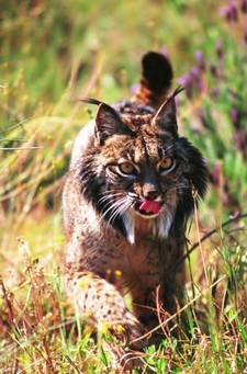 Imagen de Lynx pardinus