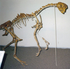 Imagen de Citipati