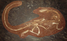 Imagen de Coelophysis