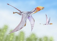Imagen de Dimorphodon