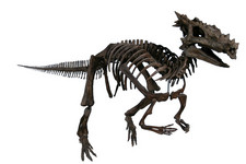 Imagen de Dracorex
