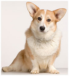 Imagen de Corgi Gals Pembroke