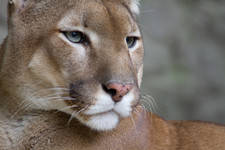 Imagen de Puma concolor