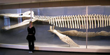 Imagen de Kronosaurus