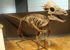 Imagen de Pachycephalosaurus