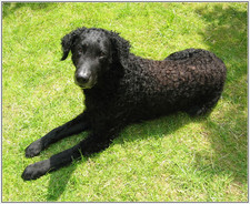 Imagen de Curly Coated Retriever