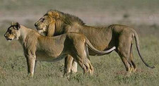 Imagen de Panthera leo senegalensis