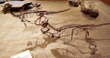 Imagen de Stegoceras