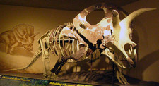 Imagen de Torosaurus