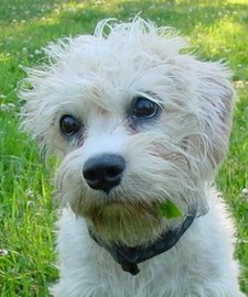 Imagen de Dandie Dinmont Terrier