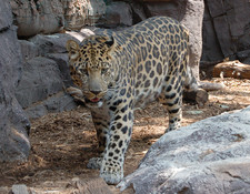 Imagen de Panthera pardus orientalis
