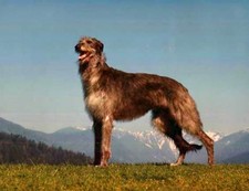 Imagen de Deerhound Escocs