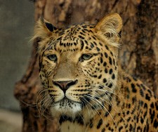 Imagen de Panthera pardus japonensis