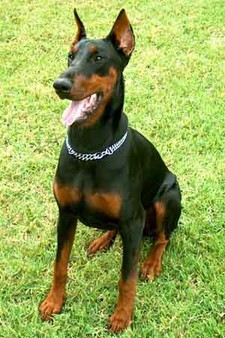 Imagen de Doberman