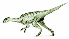 Imagen de Agilisaurus