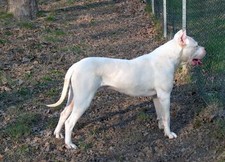 Imagen de Dogo Argentino