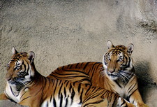 Imagen de Panthera tigris corbetti