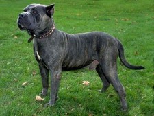 Imagen de Dogo Canario