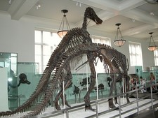 Imagen de Anatotitan
