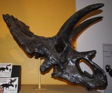 Imagen de Anchiceratops