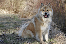 Imagen de Eurasier