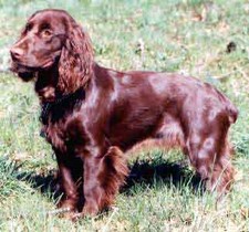 Imagen de Field Spaniel